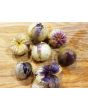 Tomatillo 'Purple'