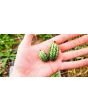 Cucumber 'Mouse Melon' or 'Mexican Sour Gherkin' 