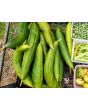 Gourd 'Sponge Luffa'