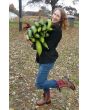Gourd 'Sponge Luffa'