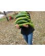 Gourd 'Sponge Luffa'