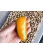 Hot Pepper 'NuMex Pumpkin Spice Jalapeno' Seeds (Certified Organic)