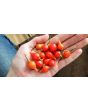 Hot Pepper ‘Biquinho’ 