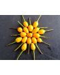 Hot Pepper ‘Yellow Pequin’ 