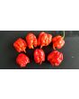 Hot Pepper ‘Carolina Reaper' 