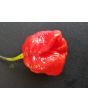 Hot Pepper 'Moruga Red Monster' Seeds (Certified Organic)