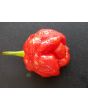 Hot Pepper 'Moruga Red Monster' Seeds (Certified Organic)