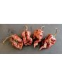 Hot Pepper ‘BBG7 x Srtsl Chocolate’ 