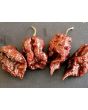 Hot Pepper ‘BBG7 x Srtsl Chocolate’ 