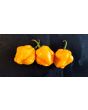 Hot Pepper 'Papa Dreadie Scotch Bonnet' Seeds (Certified Organic)