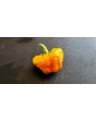 Hot Pepper 'Jamaican Yellow Scotch Bonnet' 