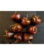 Hot Pepper ‘Chilhuacle Negro' Seeds (Certified Organic)