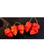 Hot Pepper ‘Apocalypse Scorpion’ 