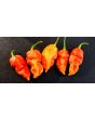 Hot Pepper ‘Ghor Pion' 