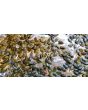 Pumpkin 'Kakai' Seeds (Certified Organic)
