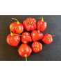 Hot Pepper ‘Red Scotch Bonnet’ 