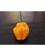 Hot Pepper 'Papa Dreadie Scotch Bonnet' Seeds (Certified Organic)
