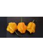 Hot Pepper 'Papa Dreadie Scotch Bonnet' Seeds (Certified Organic)
