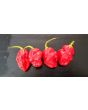 Hot Pepper ‘Trinidad 7 Pot’