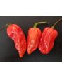 Hot Pepper 'Red Devil's Tongue' 
