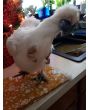 3D Printed T-Rex Dinosaur Arms for Chickens and Roosters 