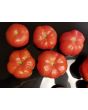 Tomato 'Yucatan Surprise' Mexico Mexican