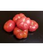 Tomato 'Yucatan Surprise' Mexico Mexican