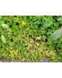 Indian Strawberry AKA Mock Strawberry Seeds (Certified Organic)