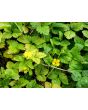 Indian Strawberry AKA Mock Strawberry Seeds (Certified Organic)