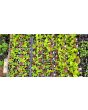 Renegade Lettuce Mix Plants (6PK)