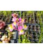 Toadflax 'Northern Lights' Seeds (Certified Organic)