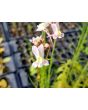 Toadflax 'Northern Lights' Seeds (Certified Organic)