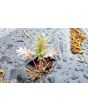 Kale 'Red Russian' Seeds (Certified Organic)