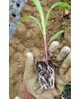 Flint Corn 'Japonica Striped' Seeds (Certified Organic)