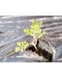 Cress 'Wrinkled Crinkled' Seeds (Certified Organic)