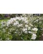 Wild Blackberry Seeds (Certified Organic)