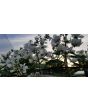 Wild Blackberry Seeds (Certified Organic)