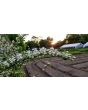 Wild Blackberry Seeds (Certified Organic)