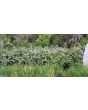 Wild Blackberry Seeds (Certified Organic)