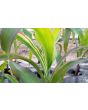 Flint Corn 'Japonica Striped' Seeds (Certified Organic)