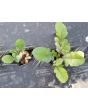 Leaf Radish 'Sasai' Seeds (Certified Organic)