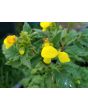 Pocketbook Plant, Yellow Seeds (Certified Organic)