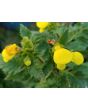 Pocketbook Plant, Yellow Seeds (Certified Organic)