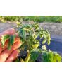 Tomato 'Micro Tom'