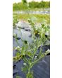 Cress 'Wrinkled Crinkled' Seeds (Certified Organic)