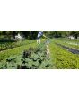 Kale 'Red Russian' Seeds (Certified Organic)