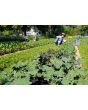 Kale 'Red Russian' Seeds (Certified Organic)