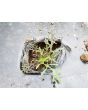 Mustard 'Red Frills' Seeds (Certified Organic)
