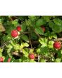 Indian Strawberry AKA Mock Strawberry Seeds (Certified Organic)