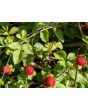 Indian Strawberry AKA Mock Strawberry Seeds (Certified Organic)